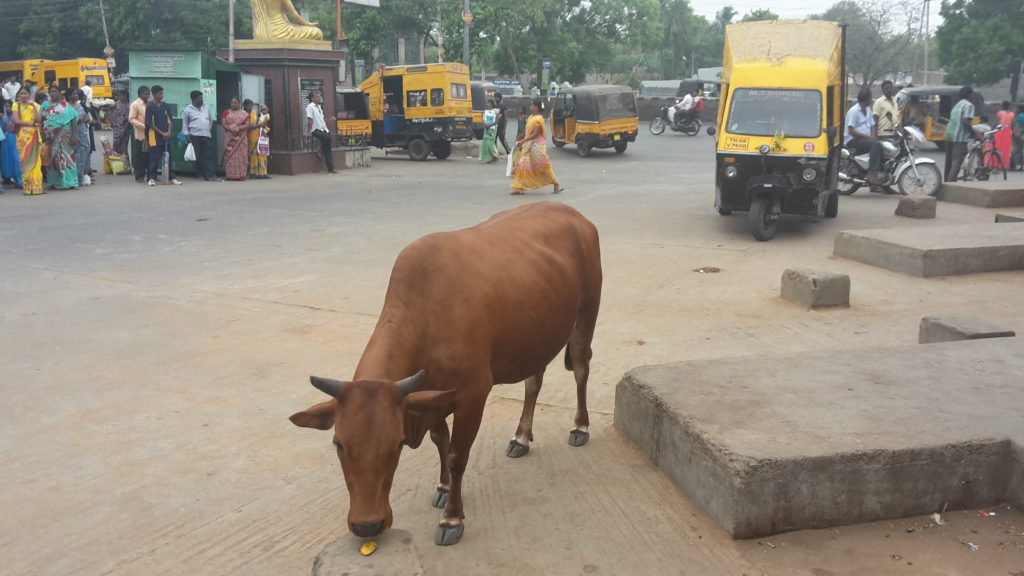 Eine Kuh mitten in Vellore. Das indische Standardstraßenbild.
