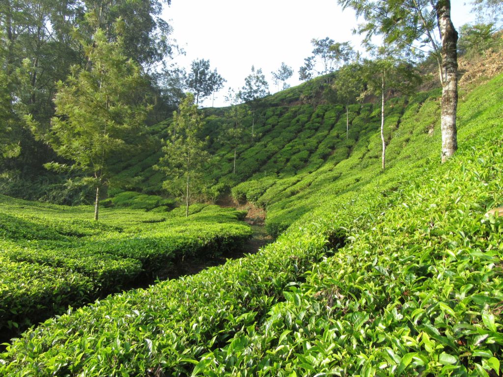 Unterwegs in den Teeplantagen Munnars